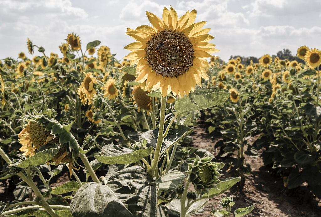 5 Tips to Energize Your Life Under The Summer Solstice